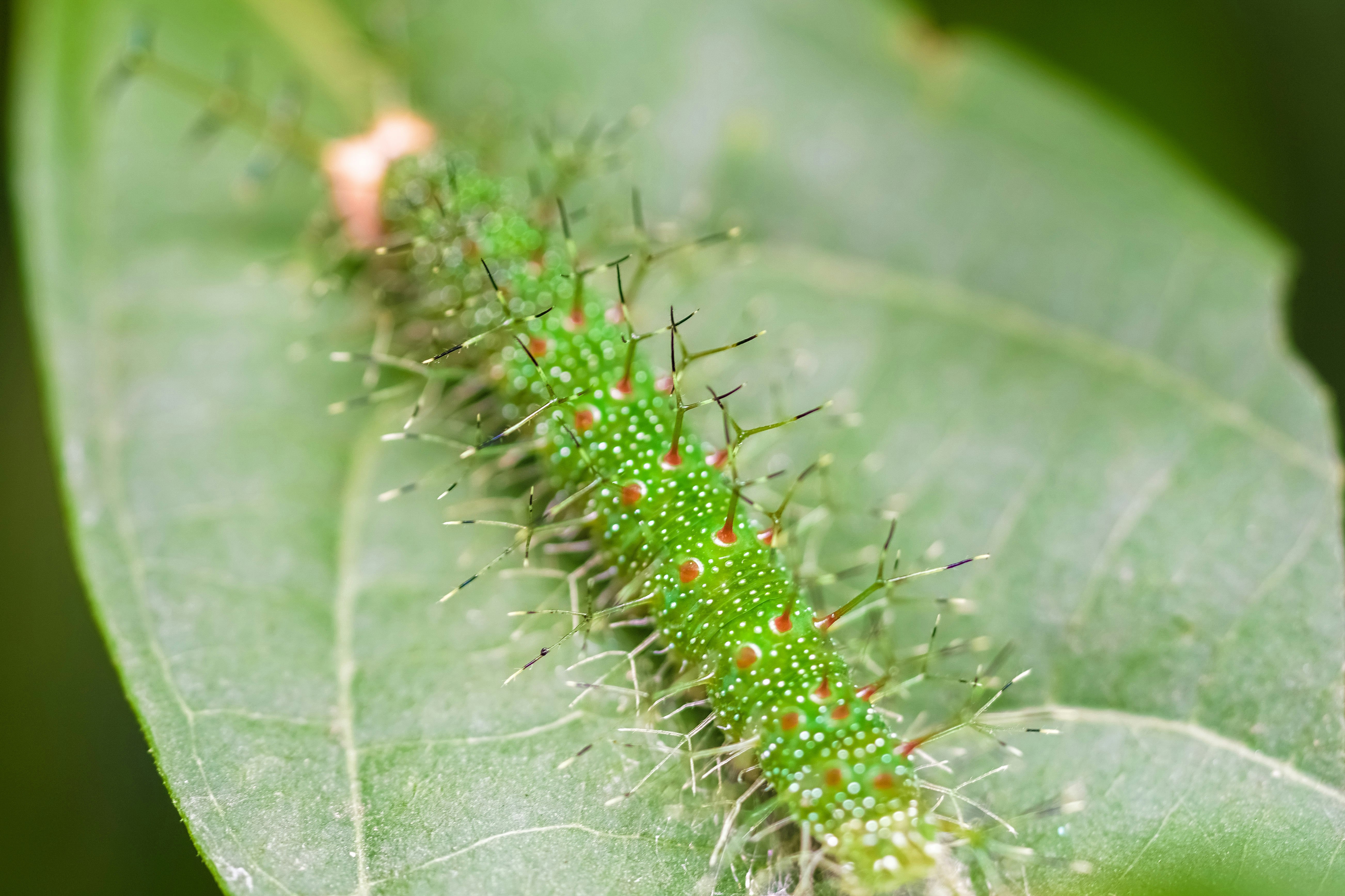 green and brown caterpillar on green leaf